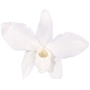 DEN/1000 Orchidee Dendrodium stabilisierte Weiß W-Box 5 knospen