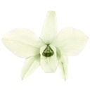 DEN/1100 Orchidee Dendrodium stabilisierte Minze Grün W-Box 5 knospen