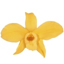 DEN/1350 Orchidee Dendrodium stabilisierte Warmes Gelb W-Box 5 knospen