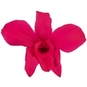 DEN/1400 Orchidee Dendrodium stabilisierte Dunkel Rosa W-Box 5 knospen