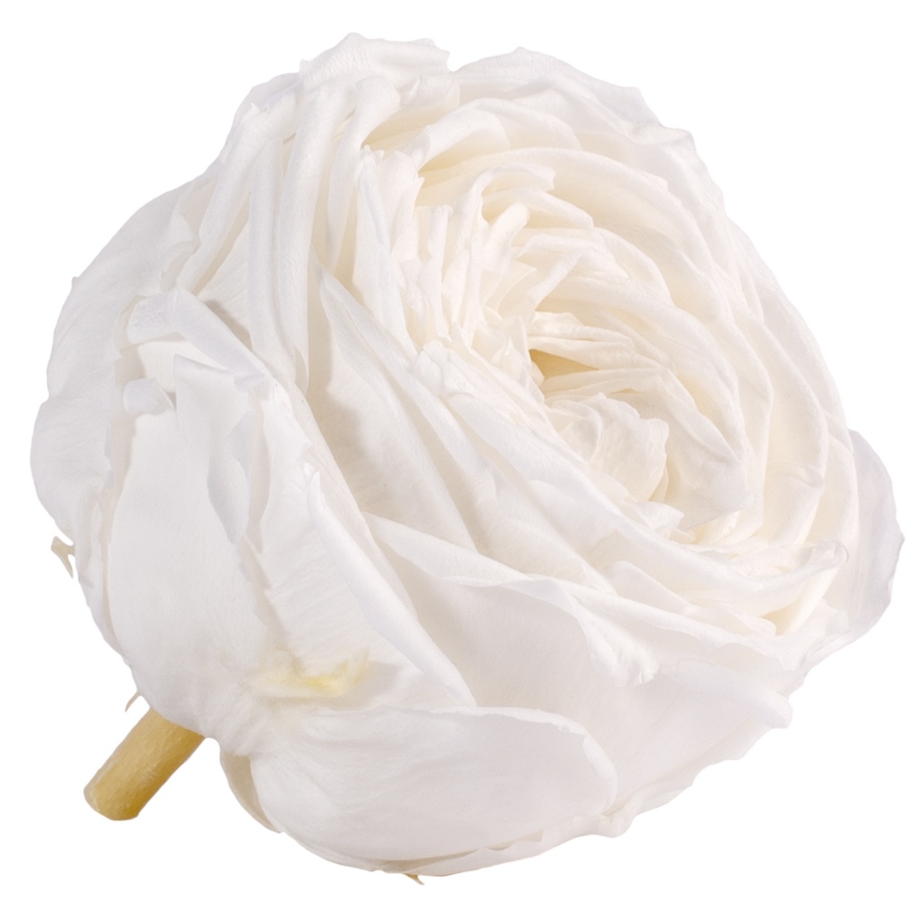 RGA/2000 Têtes de Roses stabilisée Blanc pivoine Boite de 6 têtes