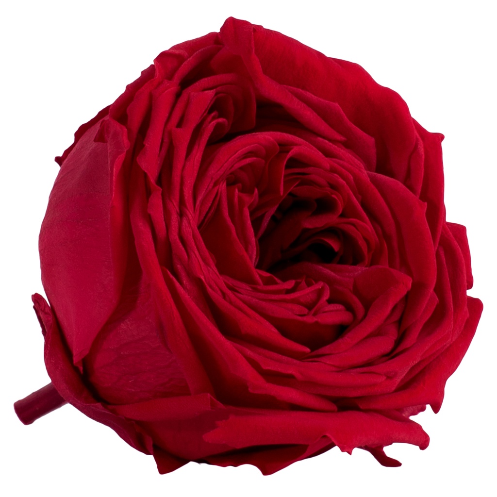 RGA/2200 Têtes de Roses stabilisée Rouge pivoine Boite de 6 têtes