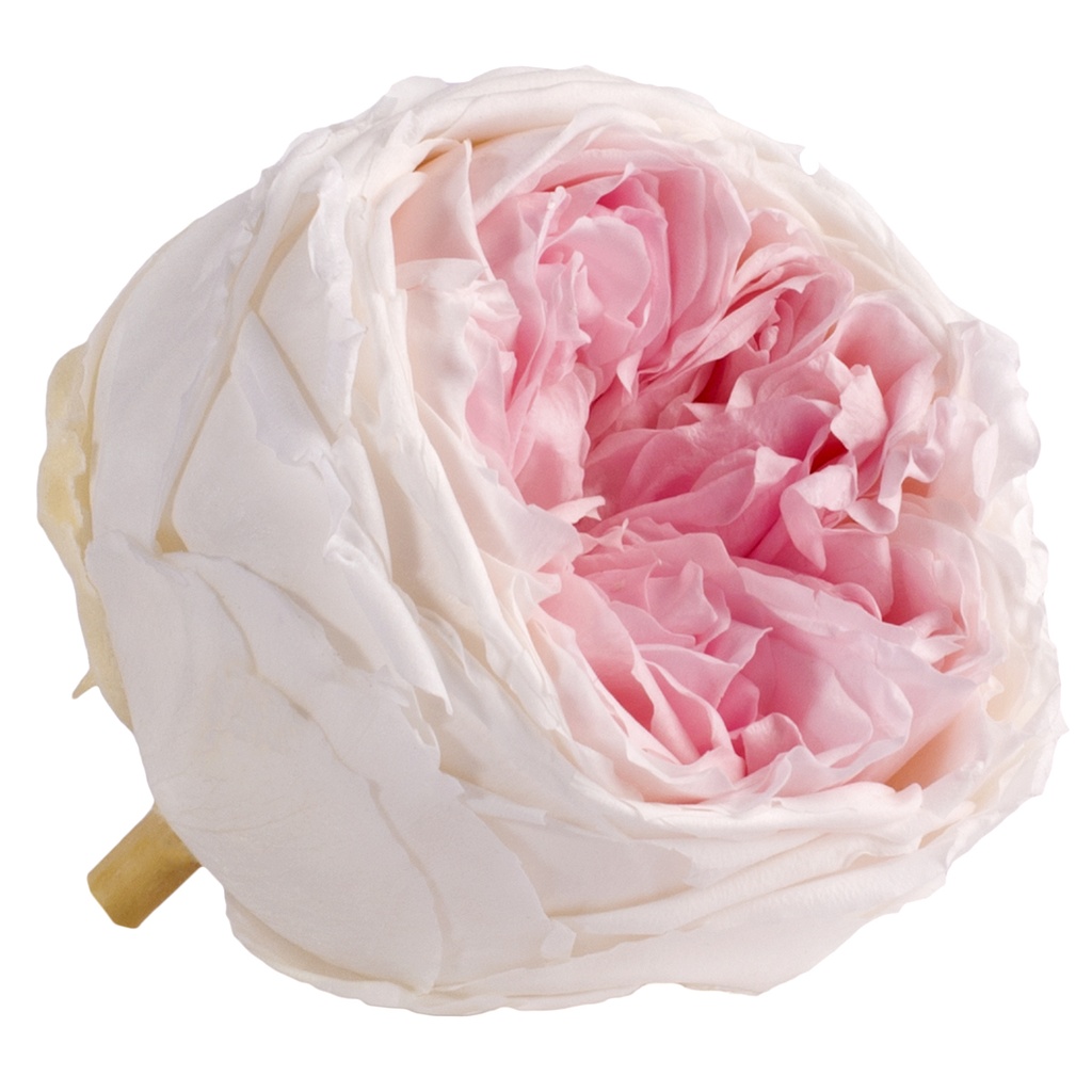 RGAB/2040 Rose Köpfe Pfingstrose stabilisierte hellrosa Zweifarbig W-Box 6 Ud