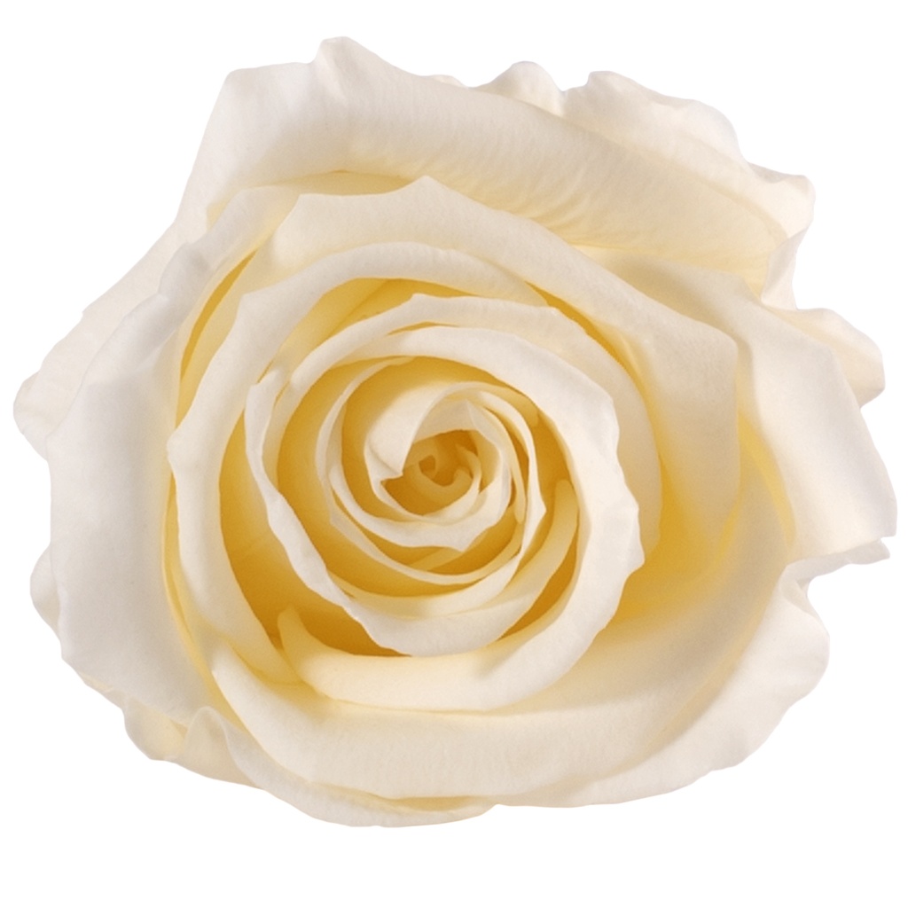 RME/3020 Rose Heads Medium preserved Champagne W-Box 8 Ud