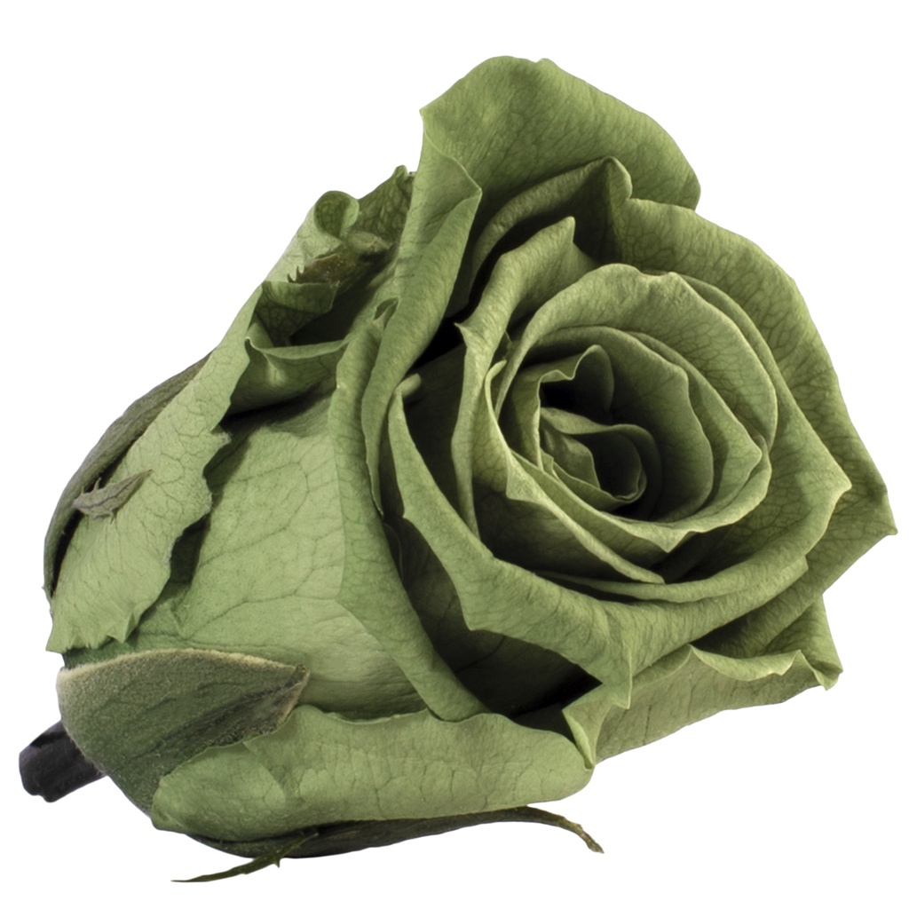 RME/3150 Rose Köpfe Medium stabilisierte Grüntee W-Box 8 Ud