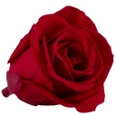 RME/3200 Rose Köpfe Medium stabilisierte Rot W-Box 8 Ud