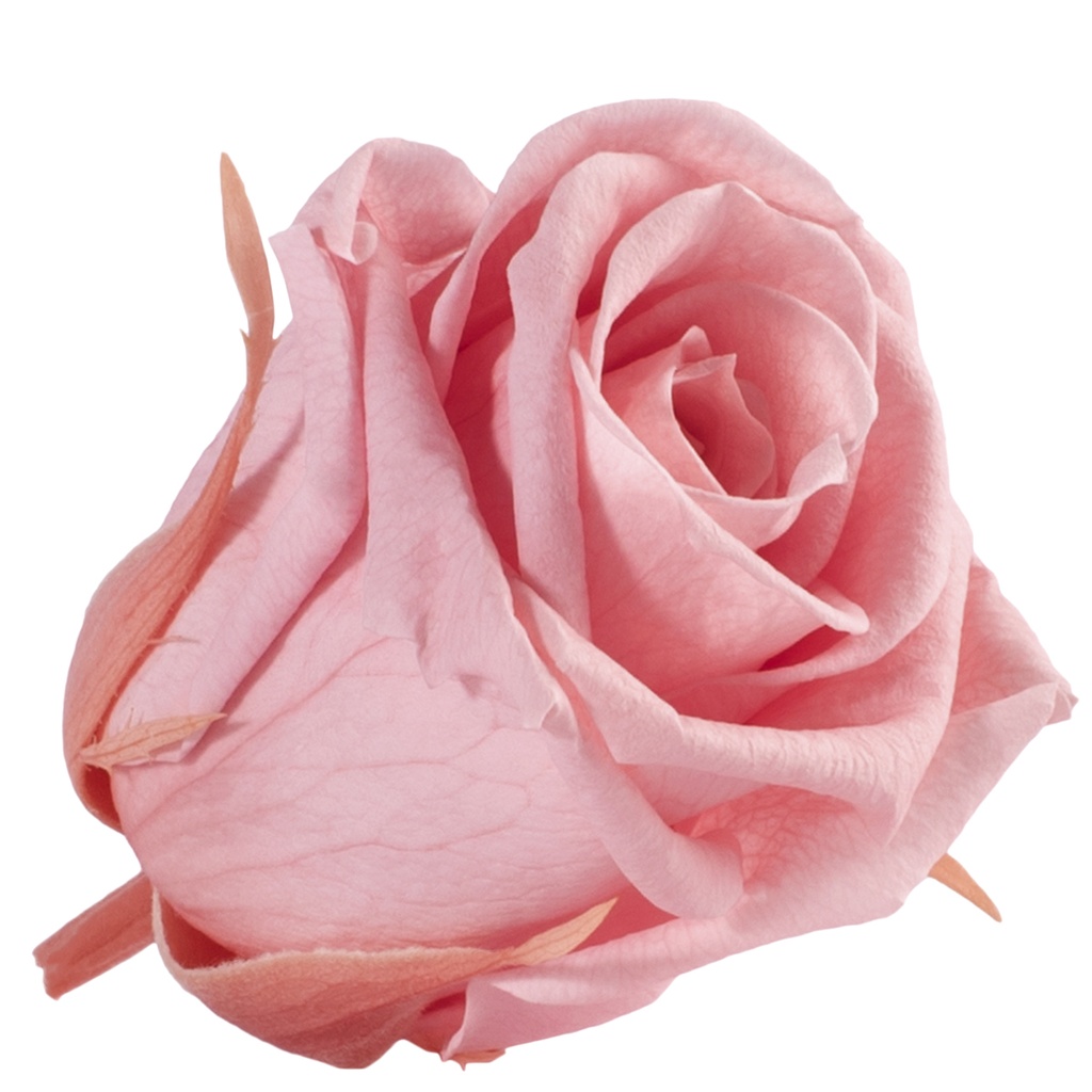 RME/3420 Rose Köpfe Medium stabilisierte Pastell Rosa W-Box 8 Ud