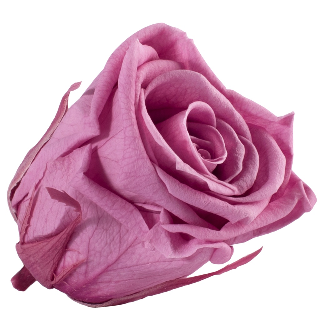 RME/3480 Rose Köpfe Medium stabilisierte Kirschblüte W-Box 8 Ud