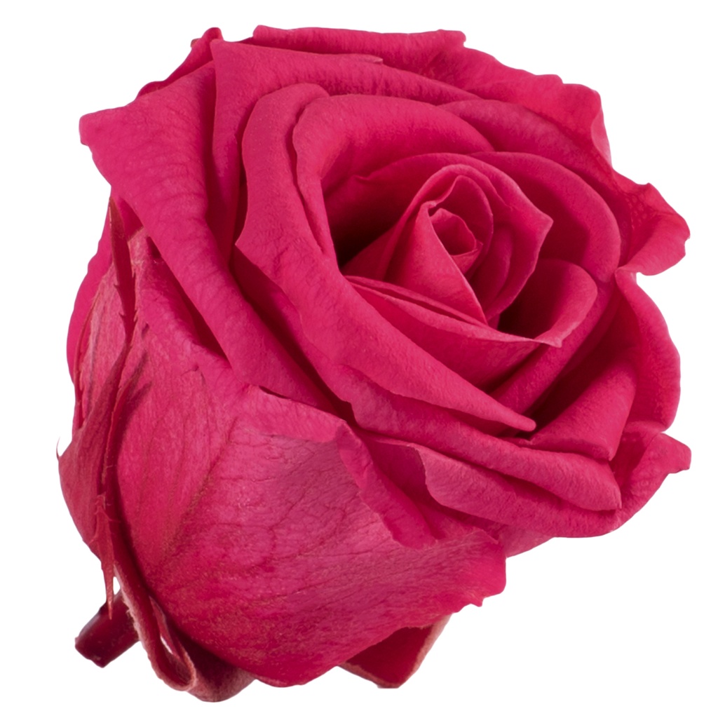 RME/3490 Têtes de Roses Medium stabilisée Rose foncé Boite de 8 têtes
