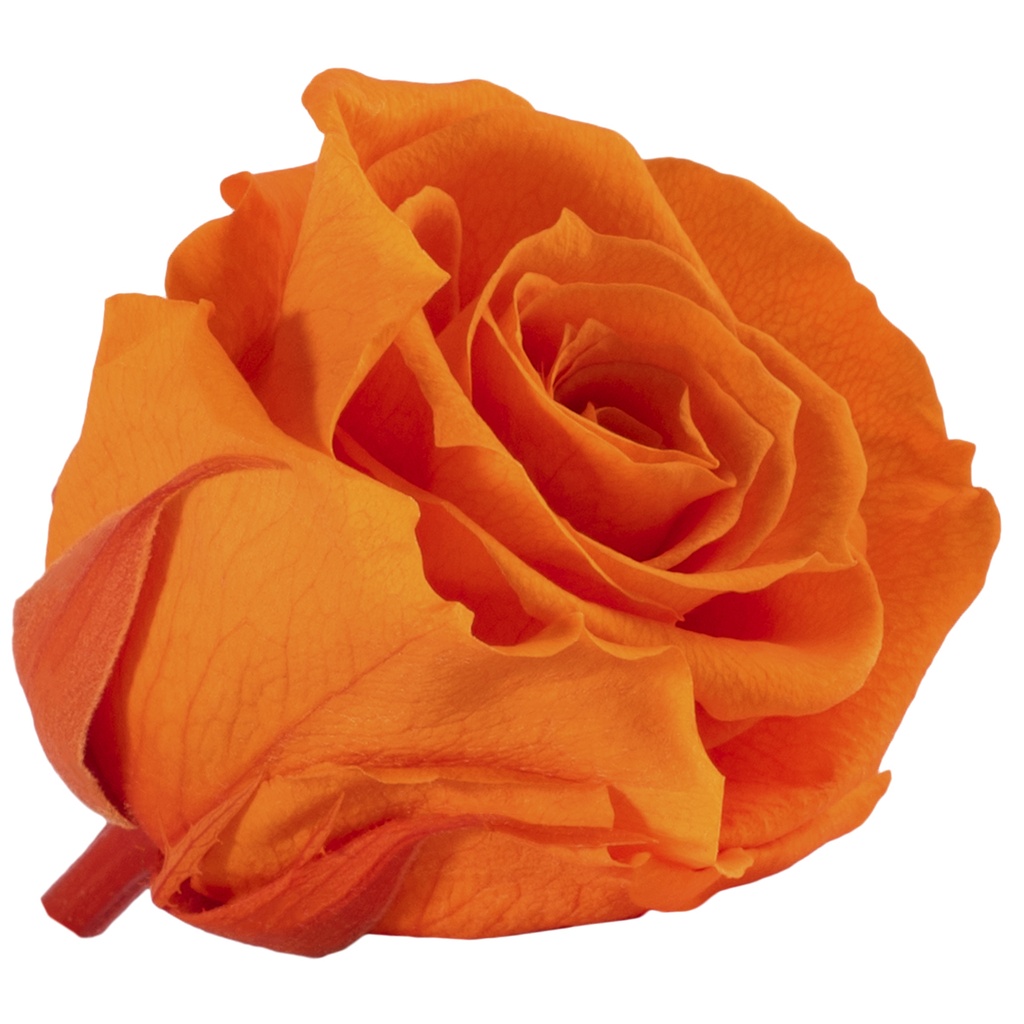 RME/3530 Rose Köpfe Medium stabilisierte Orange W-Box 8 Ud