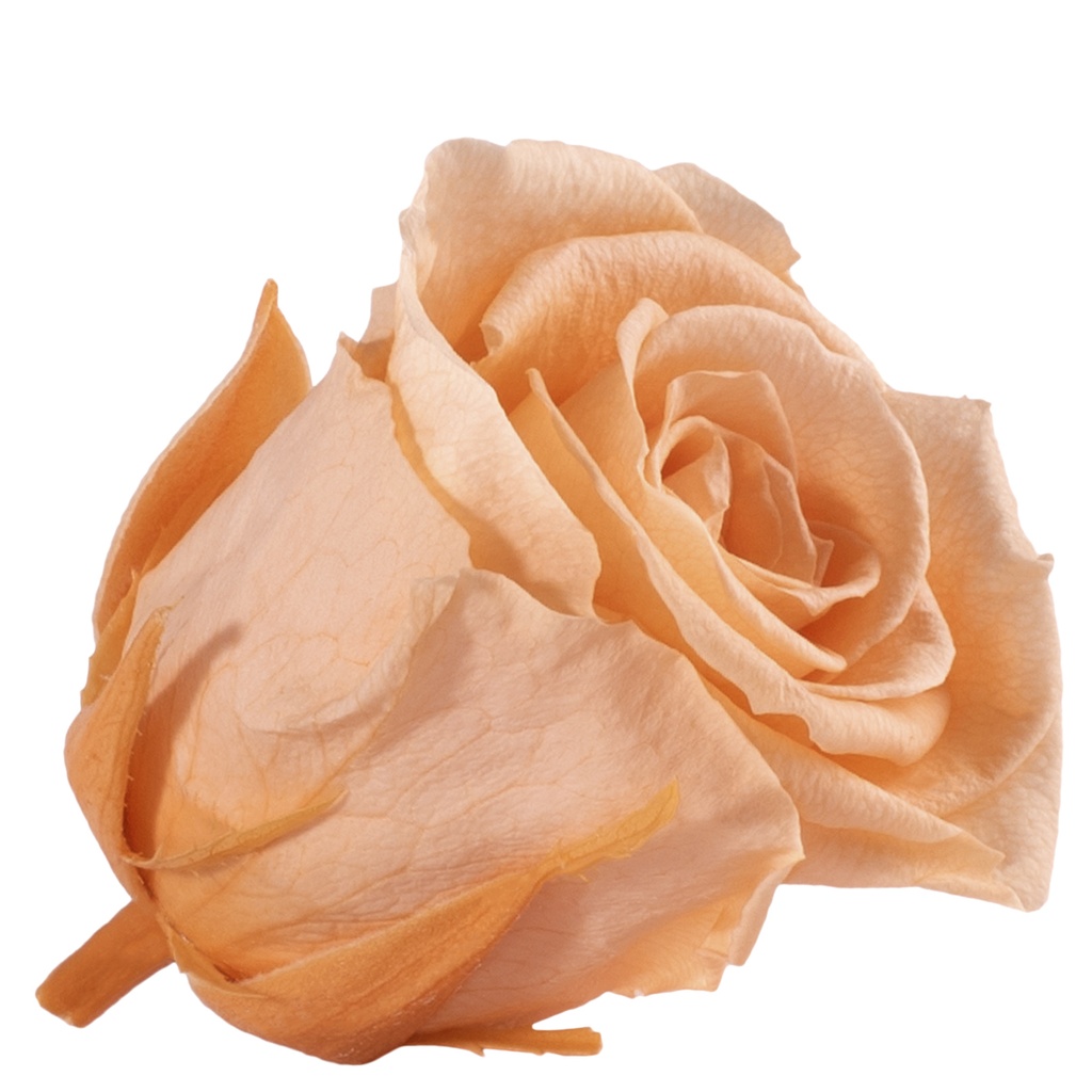 RME/3550 Rose Heads Medium preserved Peach W-Box 8 Ud