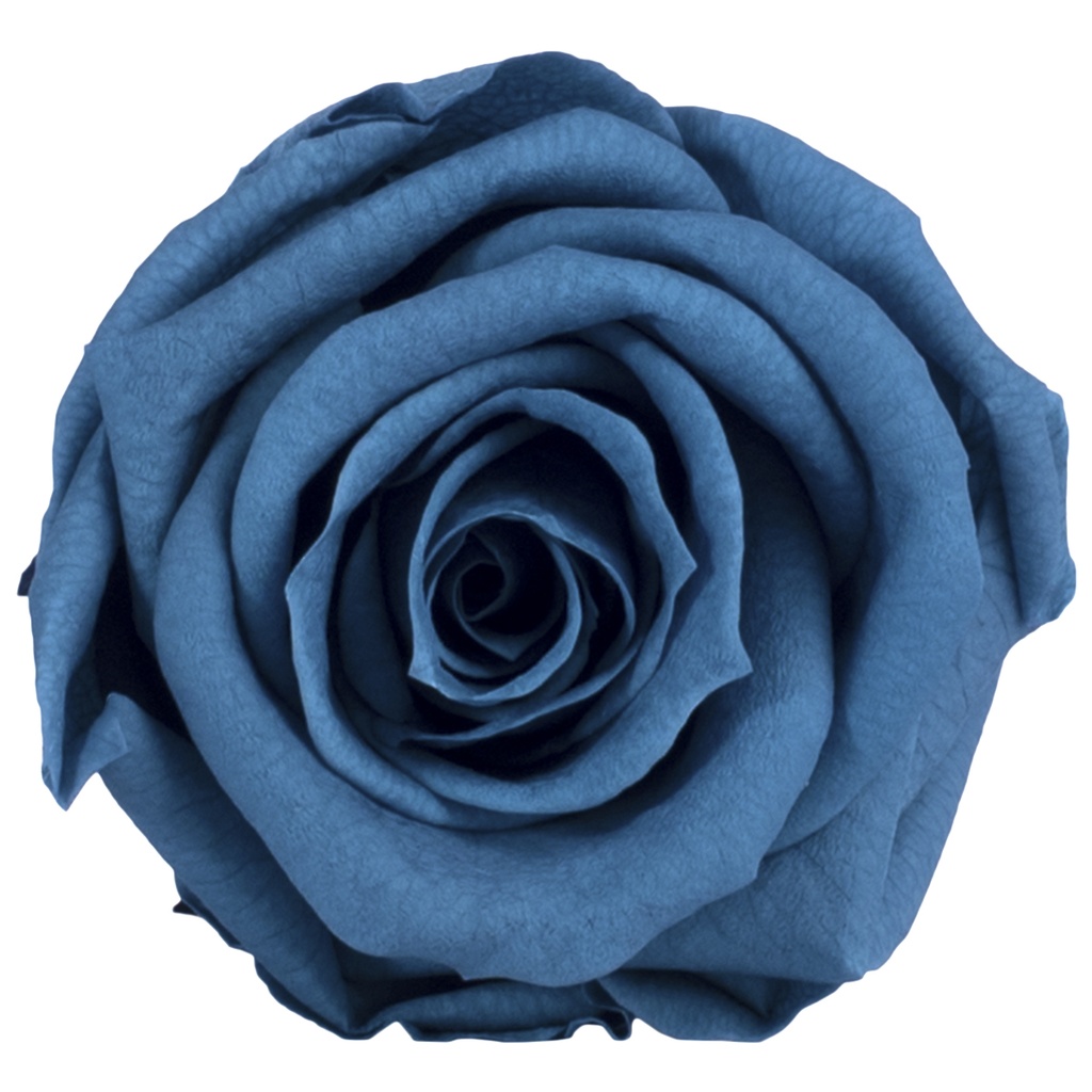 RME/3630 Têtes de Roses Medium stabilisée Bleu foncé Boite de 8 têtes
