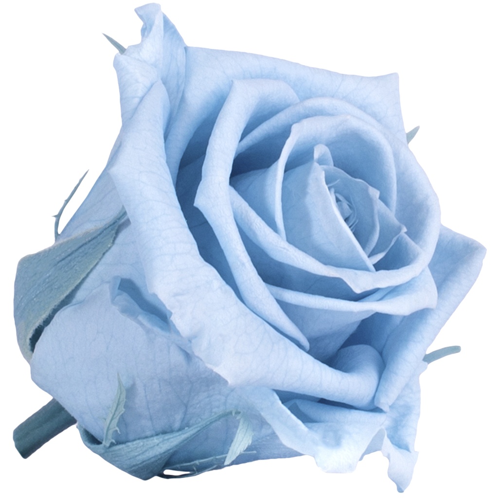 RME/3640 Rose Köpfe Medium stabilisierte Hellblau W-Box 8 Ud