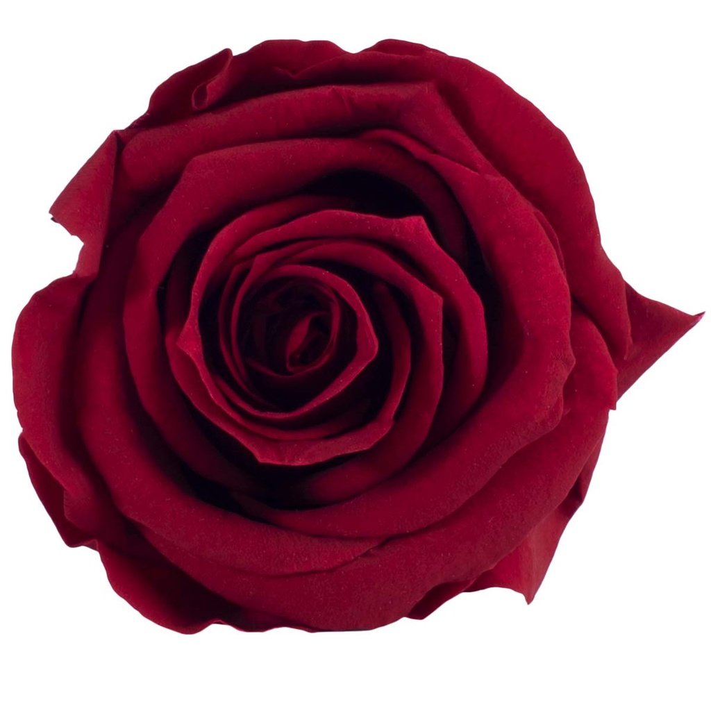 RME/3800 Rose Köpfe Medium stabilisierte Burgund W-Box 8 Ud