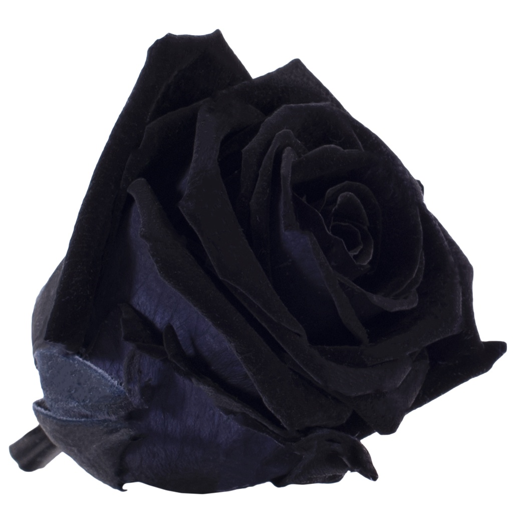 RME/3990 Rose Köpfe Medium stabilisierte Schwarz W-Box 8 Ud