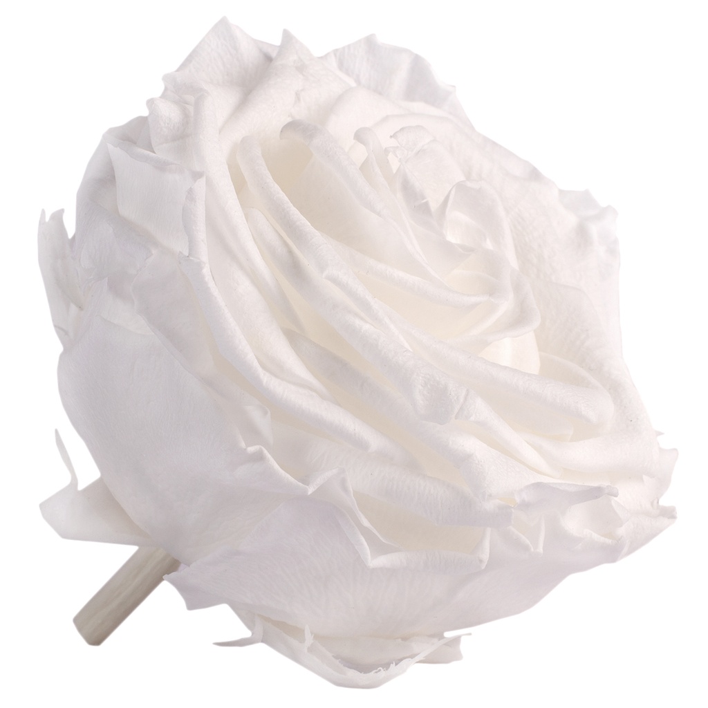 RSG/2000 Têtes de Roses Premium stabilisée Blanc W-Box 4 têtes