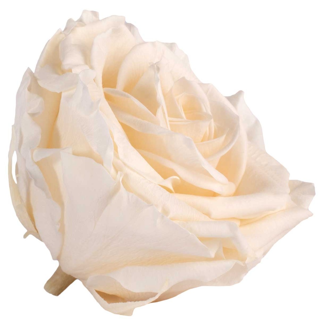 RSG/2020 Rose Köpfe Premium stabilisierte Champagner W-Box 4 Ud