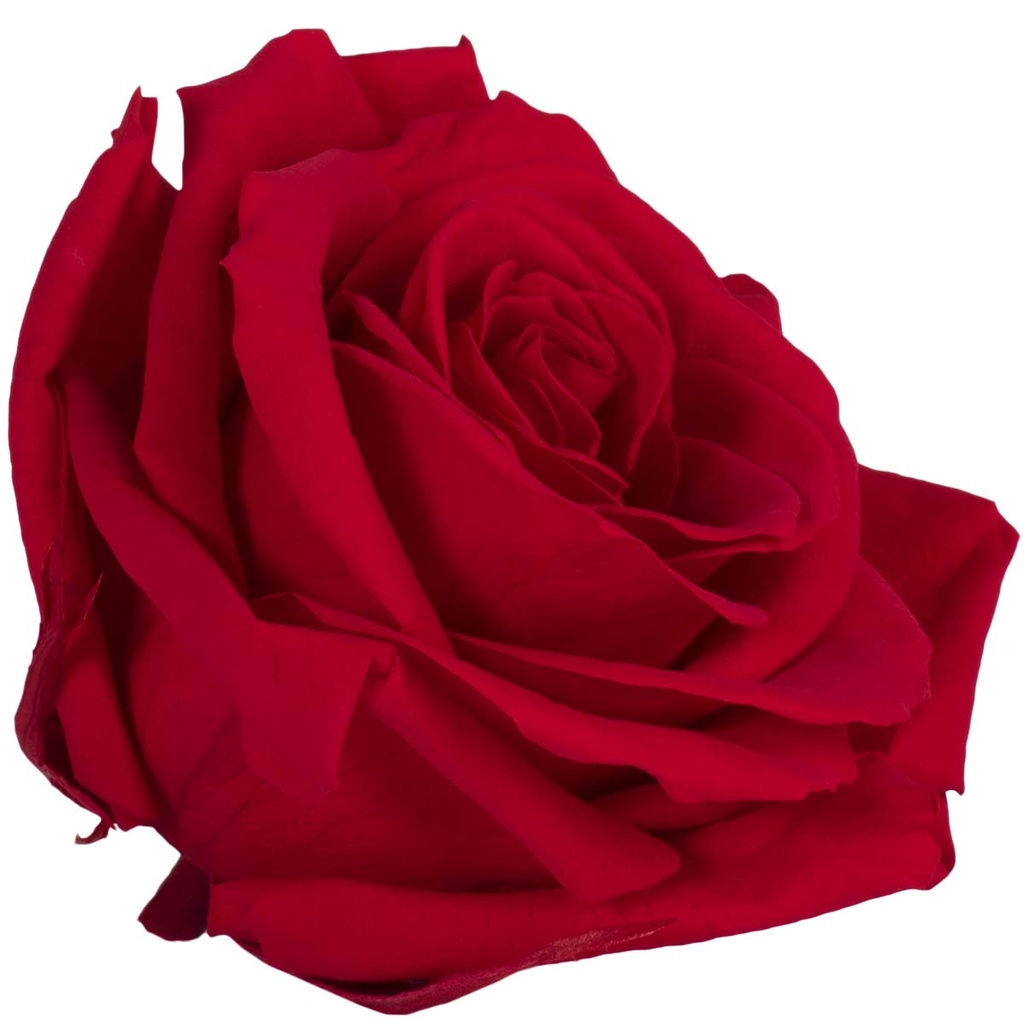 RSG/2200 Rose Köpfe Premium stabilisierte Rot W-Box 4 Ud