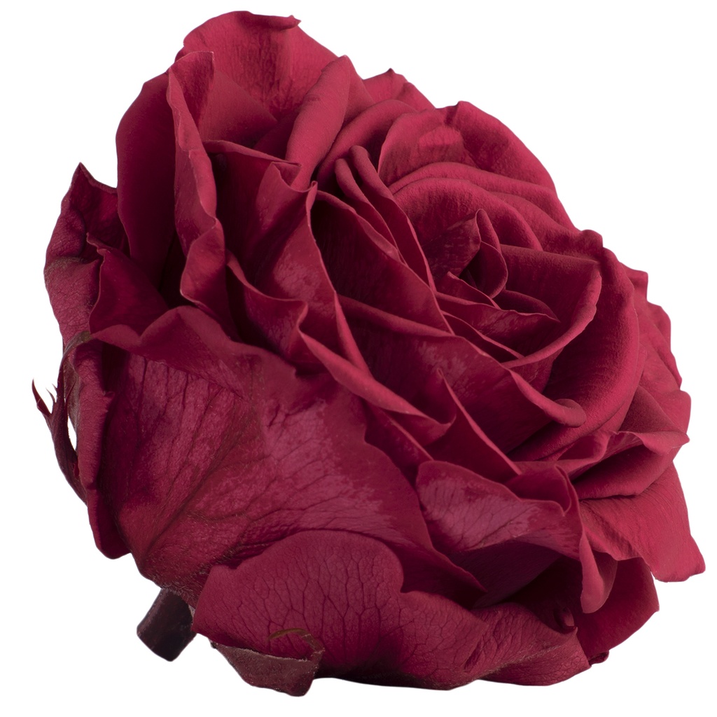 RSG/2240 Rose Köpfe Premium stabilisierte Cranberry W-Box 4 Ud
