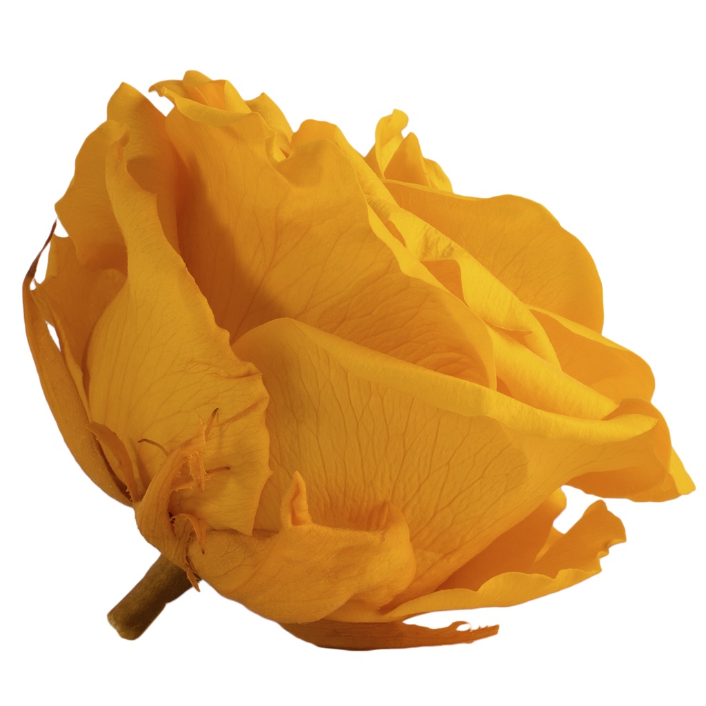 RSG/2350 Rose Köpfe Premium stabilisierte Warmes Gelb W-Box 4 Ud