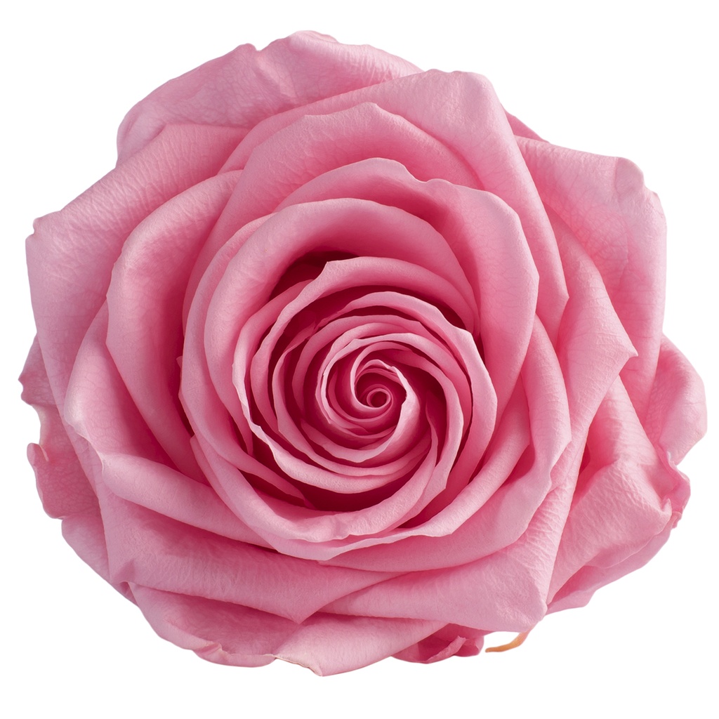 RSG/2420 Rose Köpfe Premium stabilisierte Pastell Rosa W-Box 4 Ud