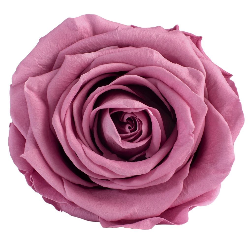 RSG/2480 Rose Köpfe Premium stabilisierte Kirschblüte W-Box 4 Ud