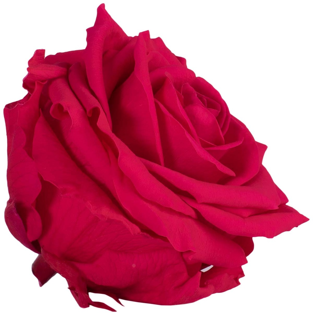RSG/2490 Rose Köpfe Premium stabilisierte Dunkel Rosa W-Box 4 Ud