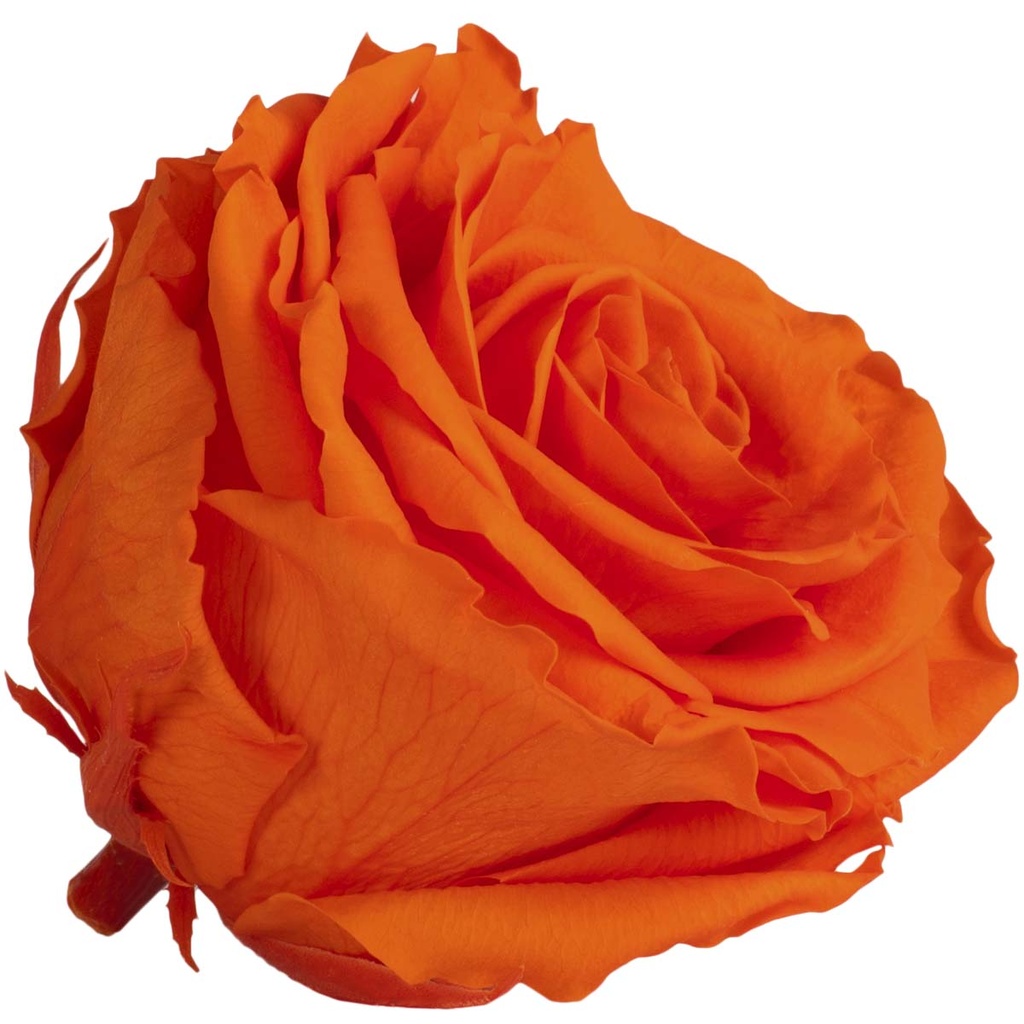 RSG/2530 Rose Köpfe Premium stabilisierte Orange W-Box 4 Ud