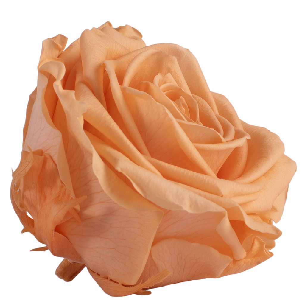 RSG/2550 Rose Köpfe Premium stabilisierte Pfirsich W-Box 4 Ud