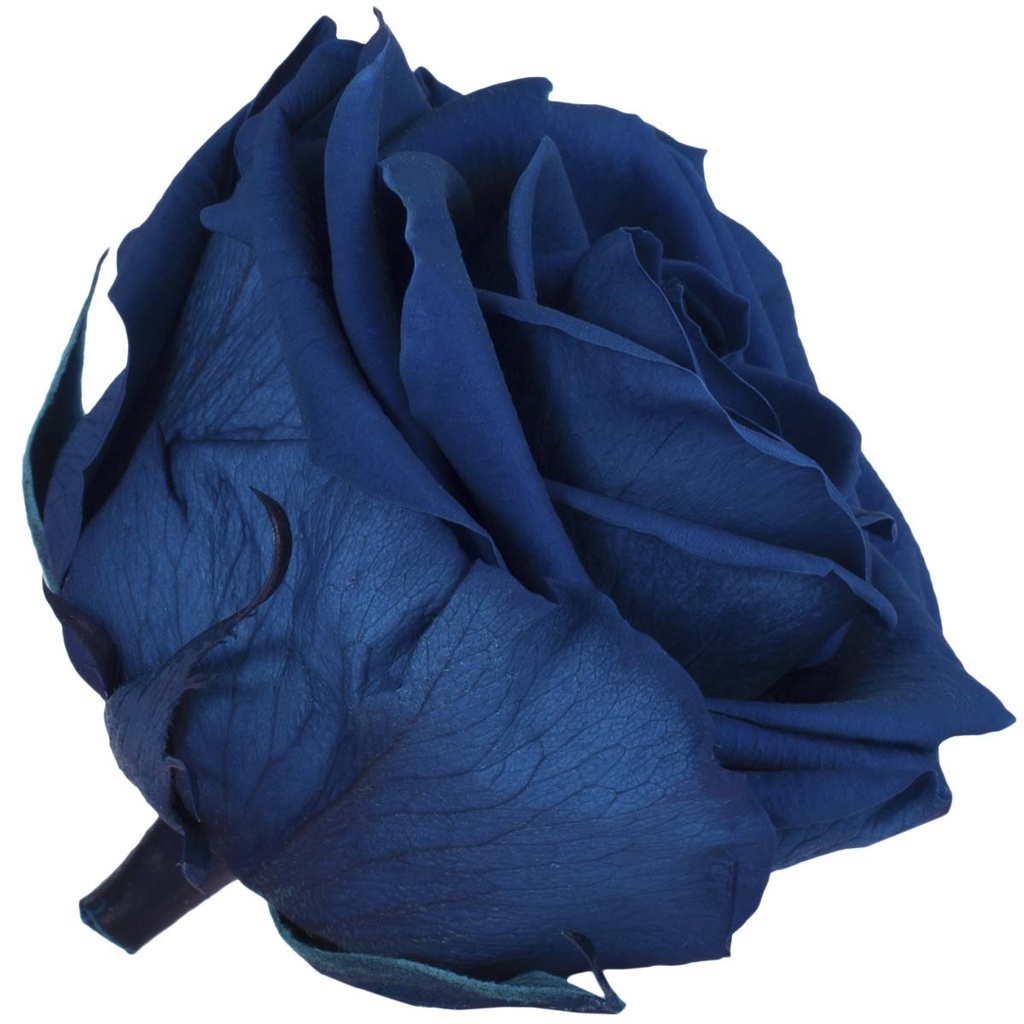 RSG/2630 Rose Köpfe Premium stabilisierte Dunkelblau W-Box 4 Ud