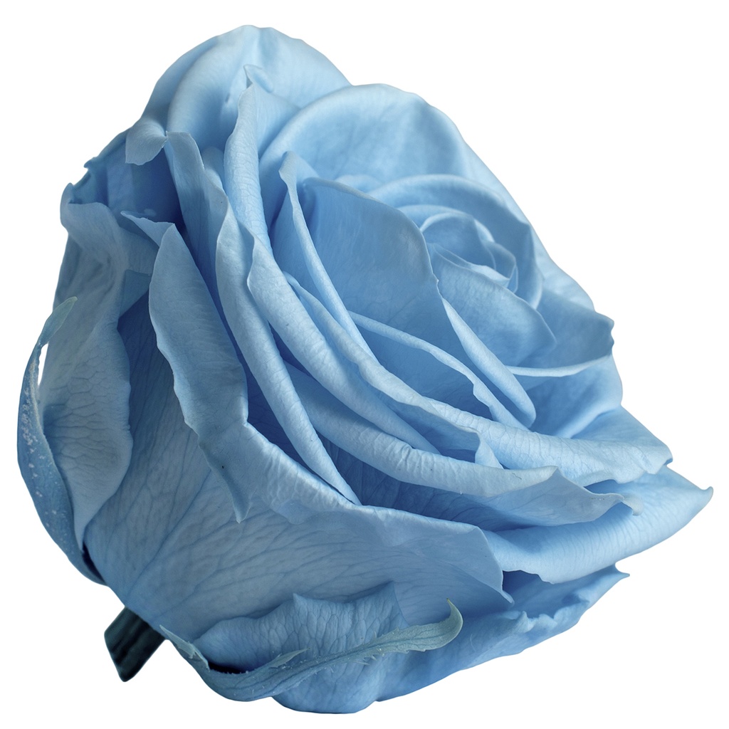 RSG/2640 Rose Köpfe Premium stabilisierte Hellblau W-Box 4 Ud