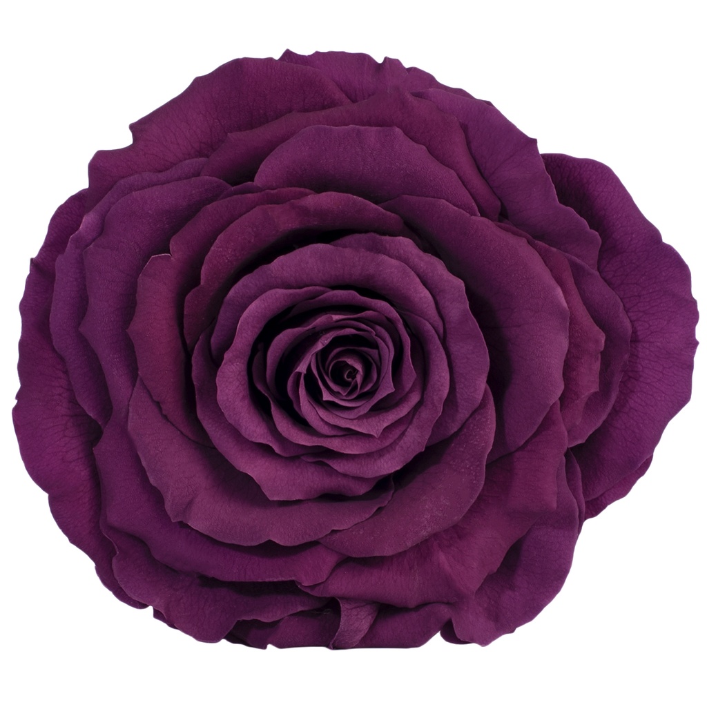 RSK/2840 Rose Köpfe King stabilisierte Lila W-Box 1 Ud