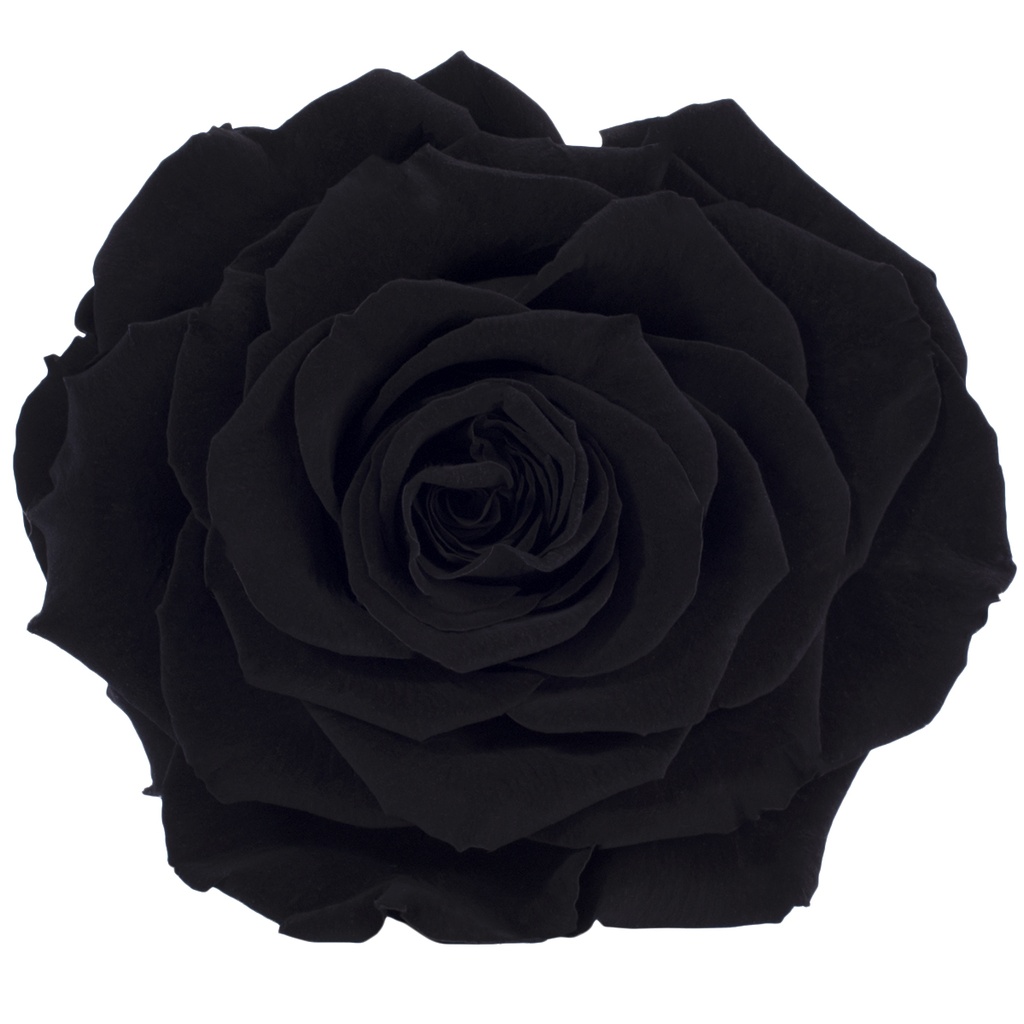 RSK/2990 Rose Köpfe King stabilisierte Schwarz W-Box 1 Ud