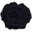RSK/2990 Rose Köpfe King stabilisierte Schwarz W-Box 1 Ud