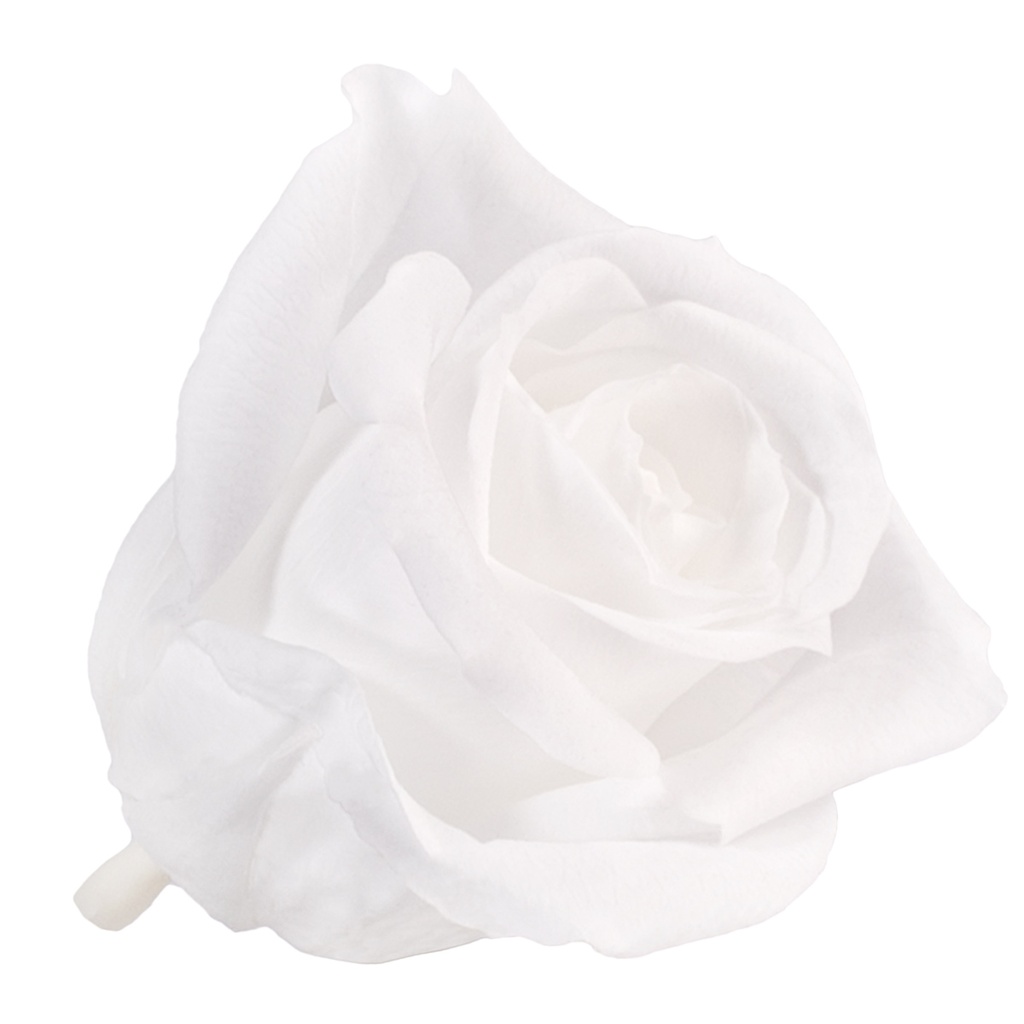 RSM/1000 Rose Heads Mini preserved White W-Box 12 Ud