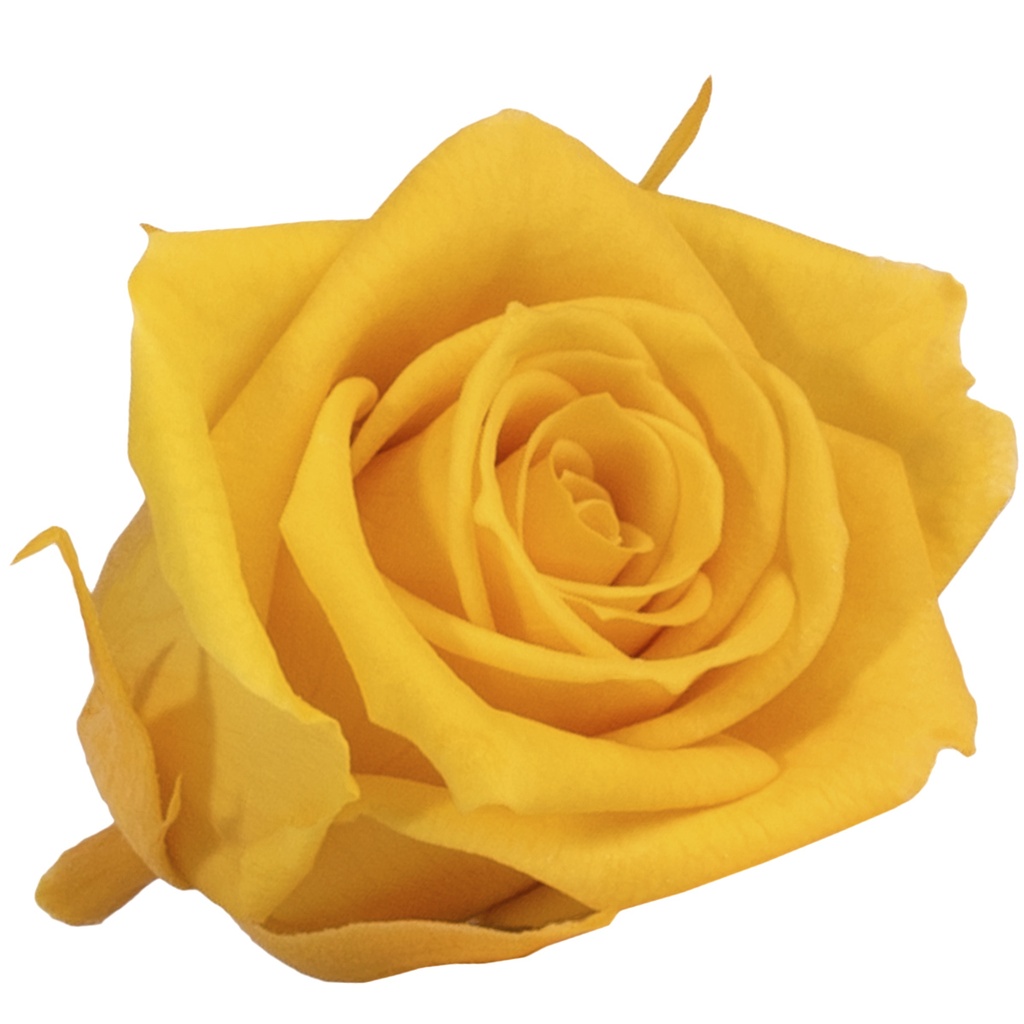 RSM/1340 Rose Köpfe Mini stabilisierte Leuchtend Gelb W-Box 12 Ud