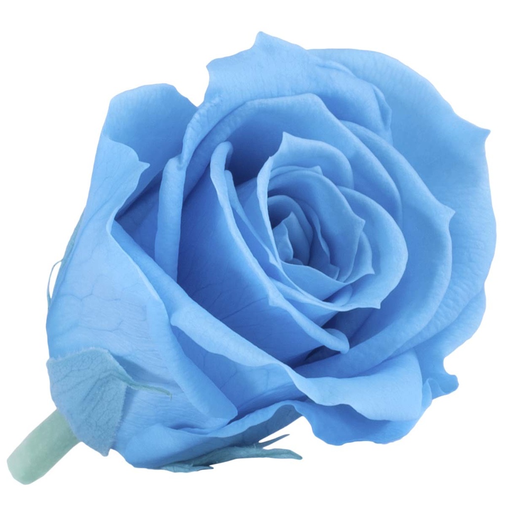 RSM/1640 Rose Heads Mini preserved Light Blue 12 Ud
