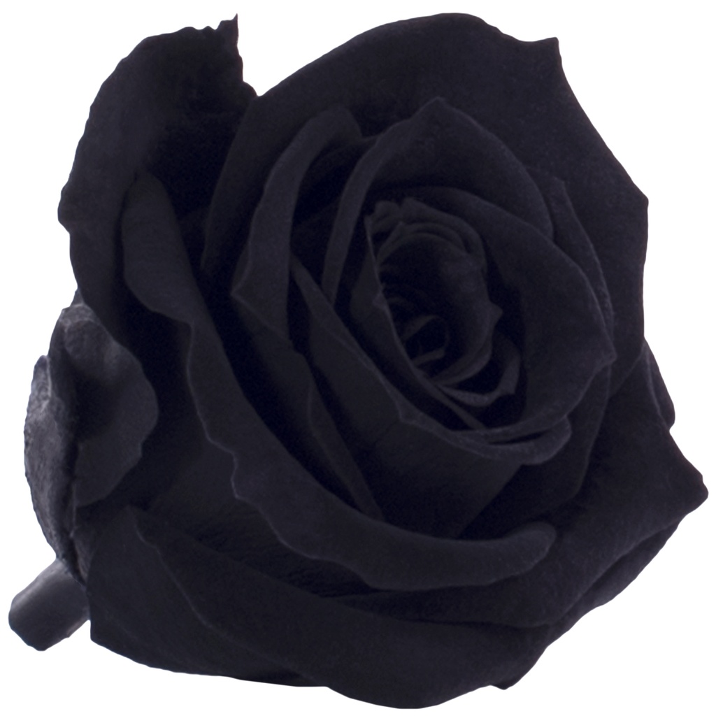 RSM/1990 Rose Heads Mini Preserved Black 12 Ud