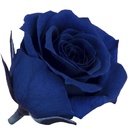 RSP/4630 Rose Heads Princess Preserved Dark Blue 16 Ud