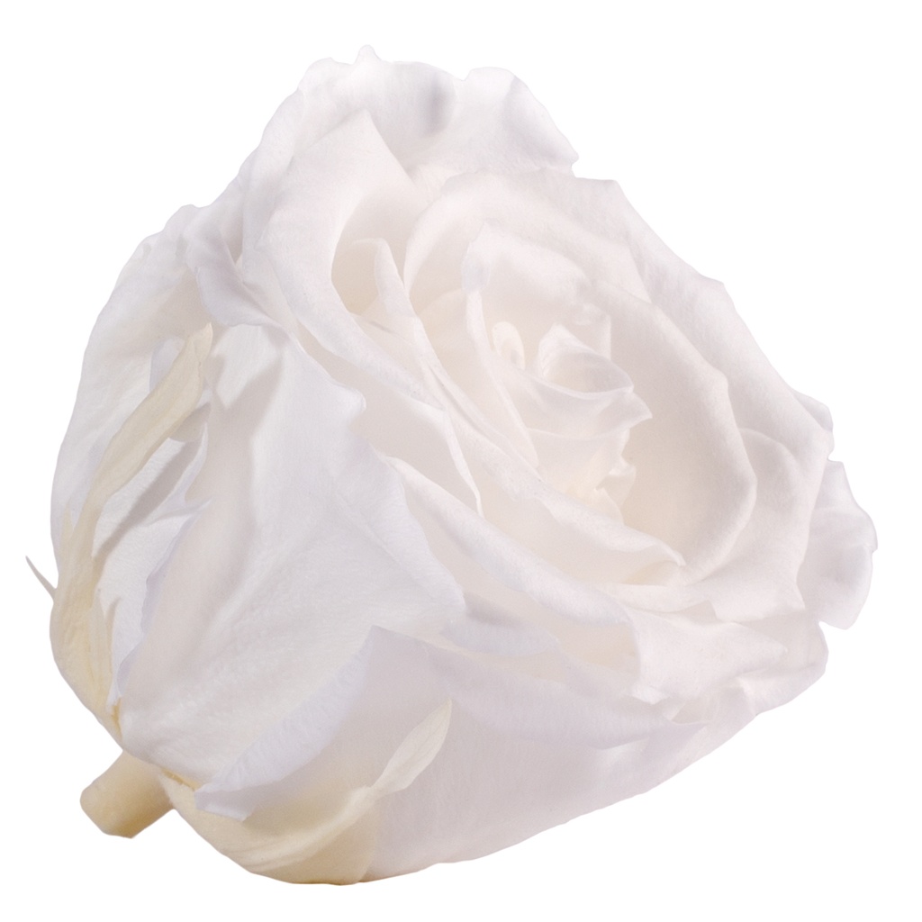 RSX/2000  Rose Heads Extra preserved White 6 Ud