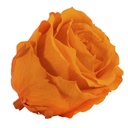 RSX/2530 Rose Heads Extra Preserved Orange 6 Ud