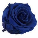 RSX/2630 Rose Heads Extra Preserved Dark Blue 6 Ud