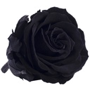 RSX/2990 Rose Heads Extra Preserved Black 6 Ud