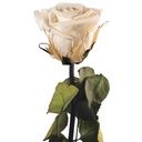 PRZ/2020 Mini Amorosa Tallo Preserved Champagne 25 Ud