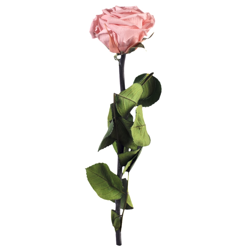 PRZ/2420 Rose Amorosa stabilisée Mini Rose Pastel