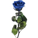 PRZ/2630 Rose Amorosa stabilisée Mini Azur 25 Ud