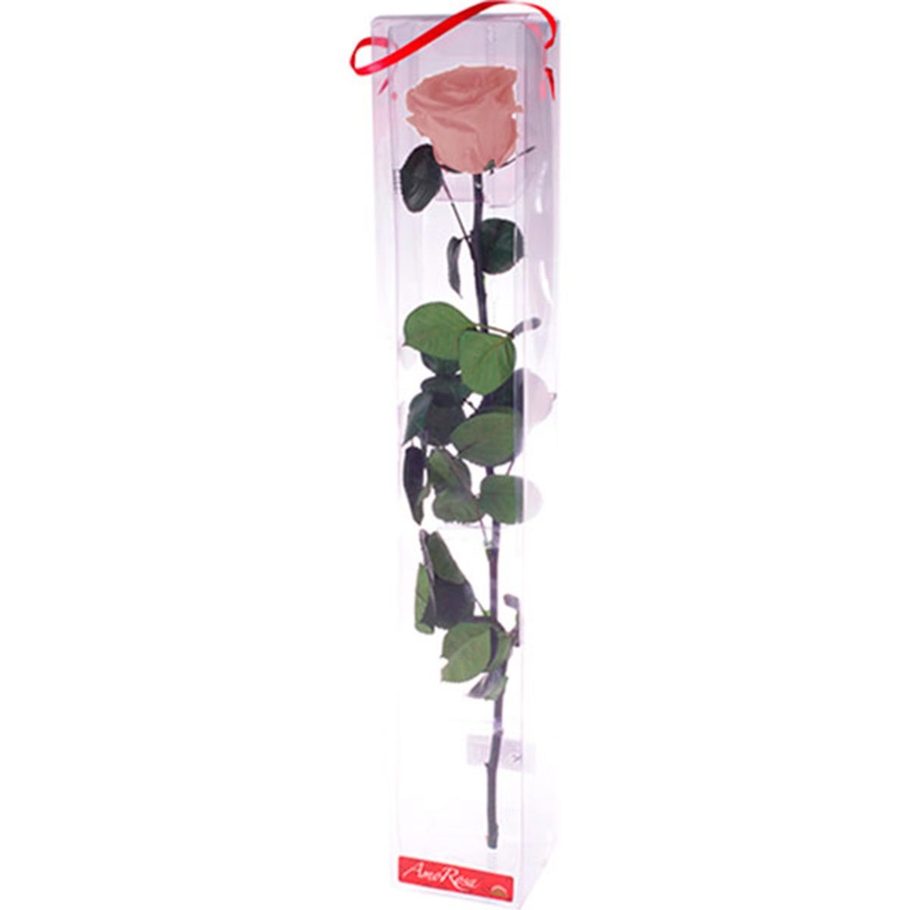PRZ/7420 Rose Amorosa stabilisée Rose Pastel