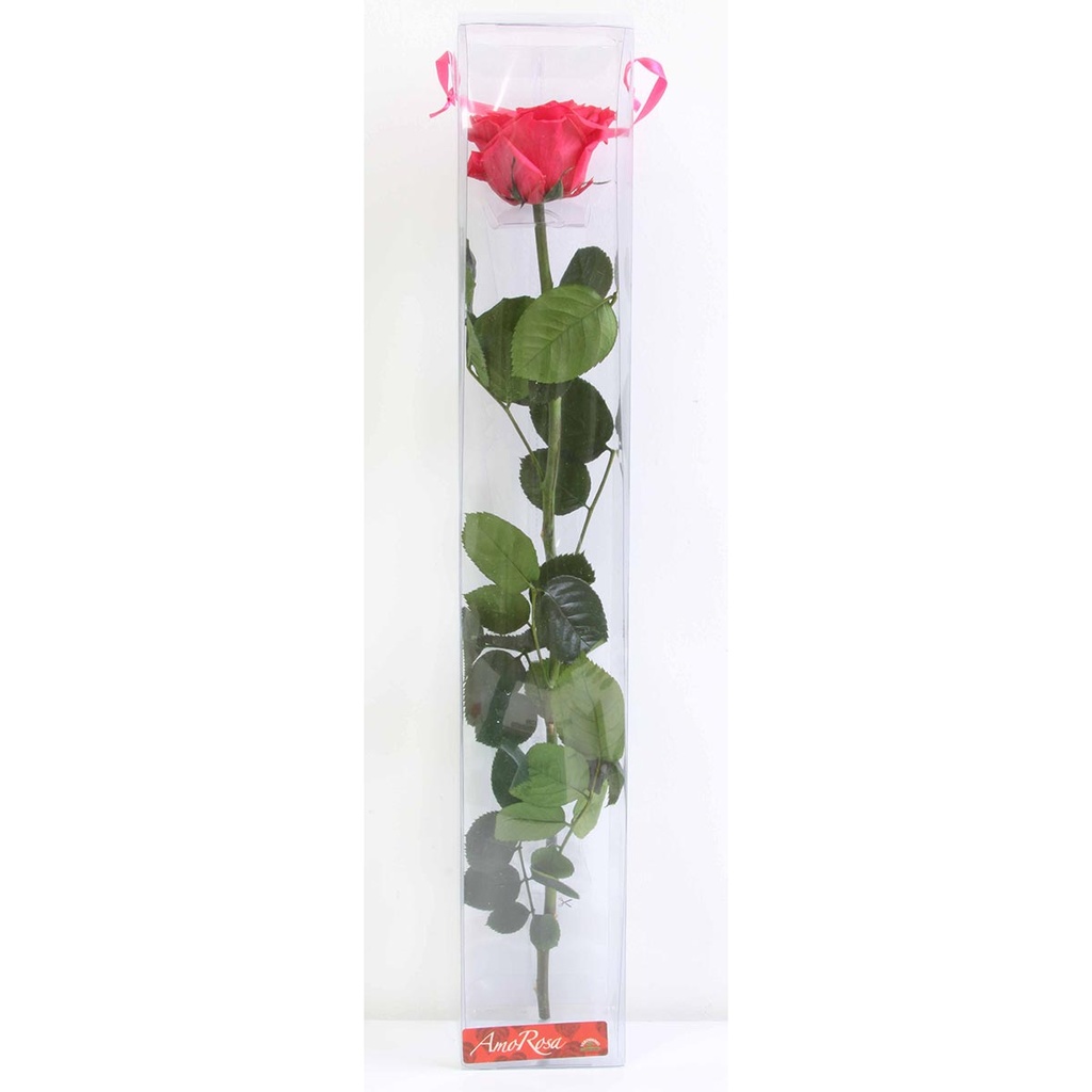 PRZ/7490 Amorosa Premium Stabilisierte Dunkel Rosa