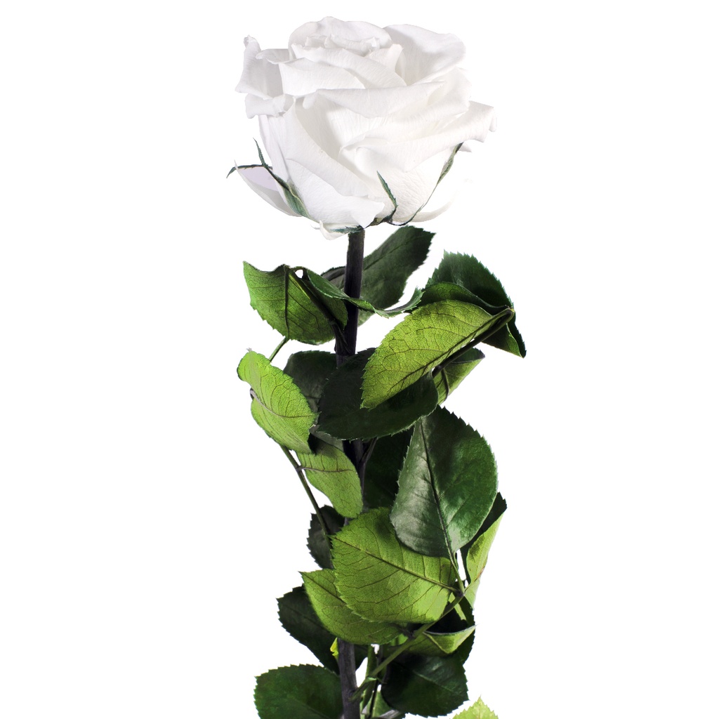 PRZ/1000 Rose Amorosa stabilisée Blanc