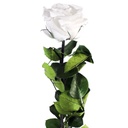 PRZ/1000 Rose Amorosa stabilisée Blanc